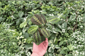 Red Maranta Live Starter Plants (Maranta leuconeura) – 2 Bare Root Starter Plants
