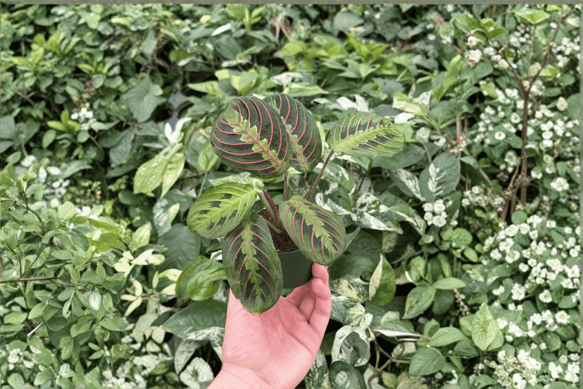 Red Maranta Live Starter Plants (Maranta leuconeura) – 2 Bare Root Starter Plants