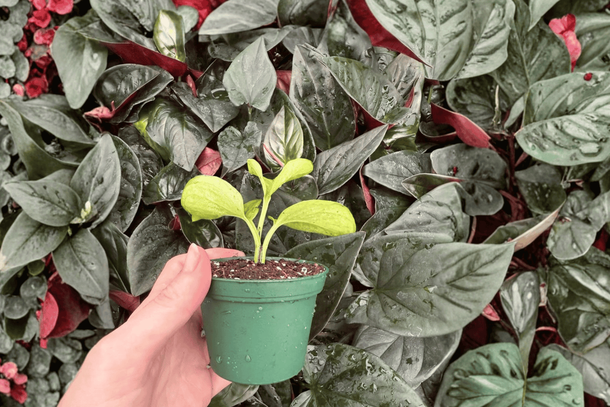 Lemon Top Pothos Starter Plants (2) Bare Root Epipremnum aureum 'Lemon Top' – No Pots Included