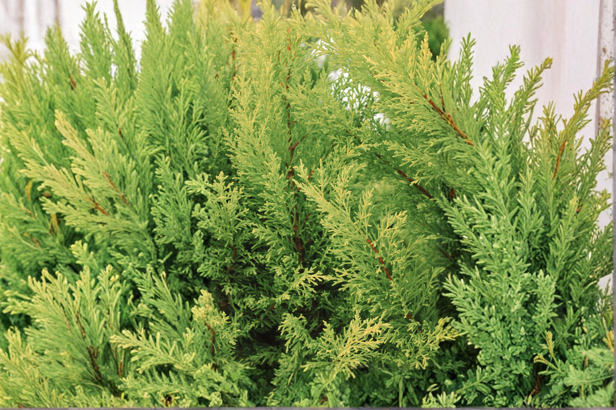 Crippsii Golden Hinoki Cypress Live Plant - 2.5 Quart Pot