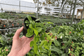 Variegated Dischidia Melon - 2 Live Starter Plants in 4-Inch Pots
