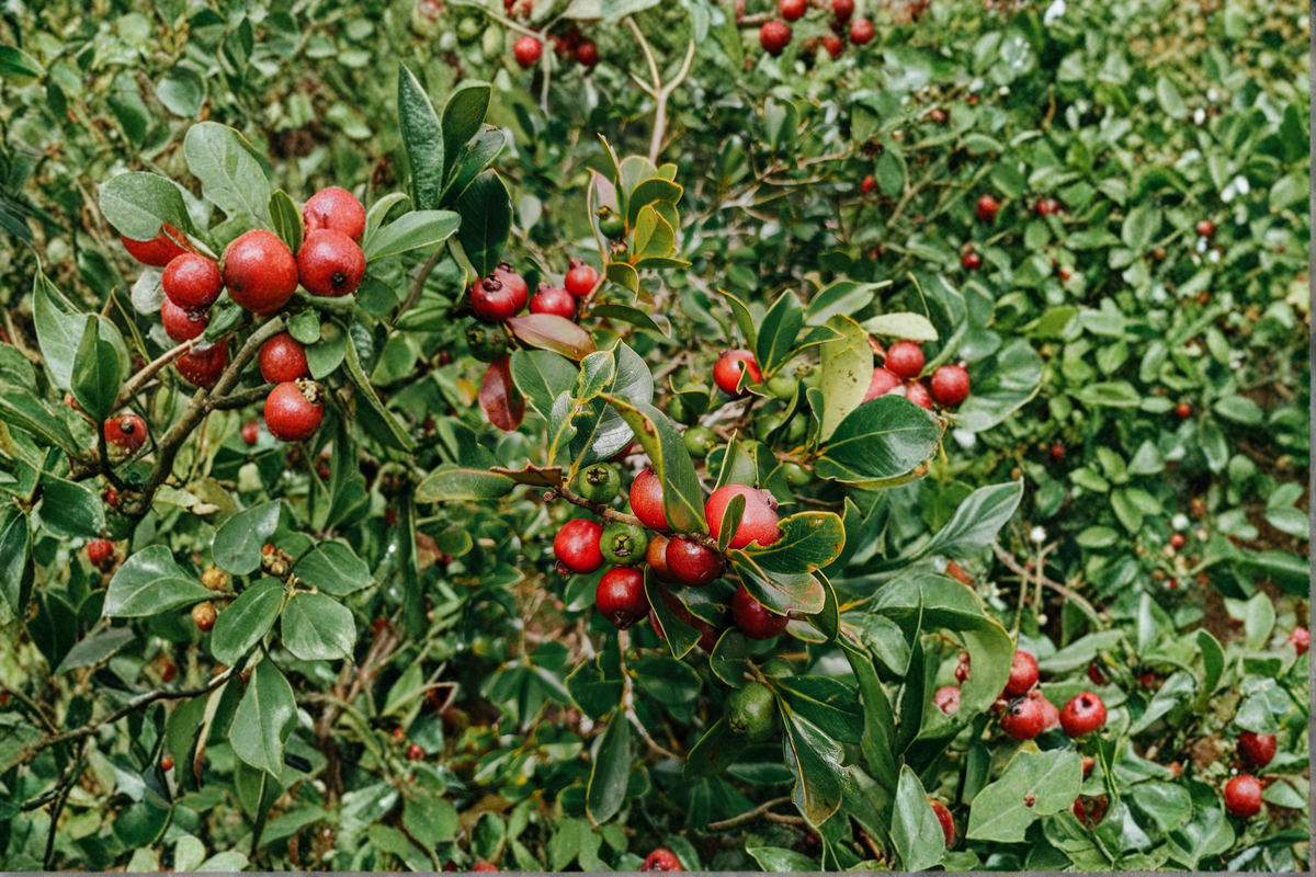 Strawberry Guava Plant - Live Rooted Psidium cattleianum Starter 6–9 in Tall