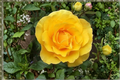 Yellow Rose Seeds - 20 Seeds for Outdoor Planting, Ornamental Flower Bush