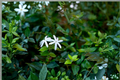 Night Blooming Jasmine (Cestrum nocturnum) Rooted Starter Plant – Night Blooming Jasmine, Raat Ki Rani
