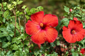 Red Hibiscus Rosa-sinensis Starter Plant - 4-Inch Pot