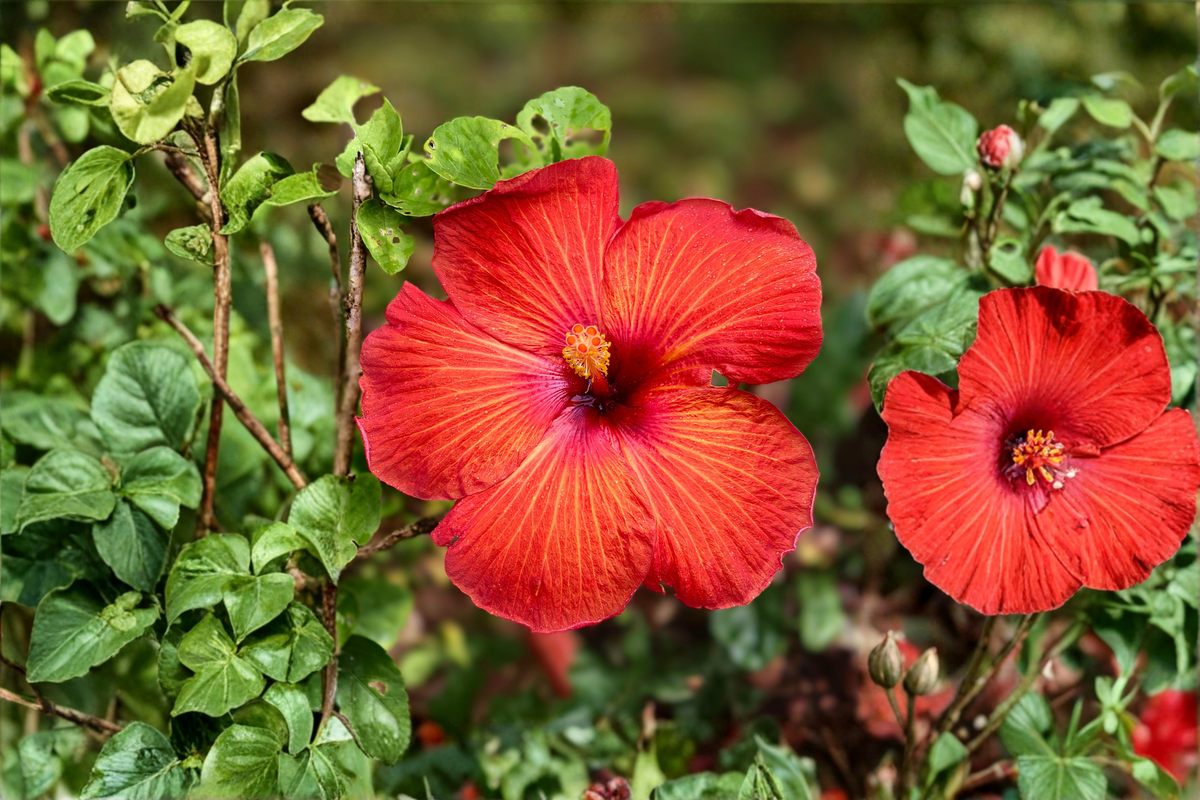Red Hibiscus Rosa-sinensis Starter Plant - 4-Inch Pot