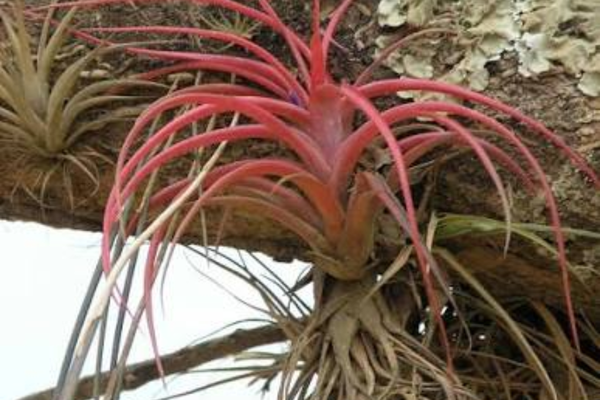 Ionantha Fuego Red Air Plant Set - 5 Live Tillandsia Ionantha (No Soil)