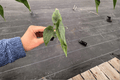 Alocasia Venusta 2 Live Starter Plants – Bare Root