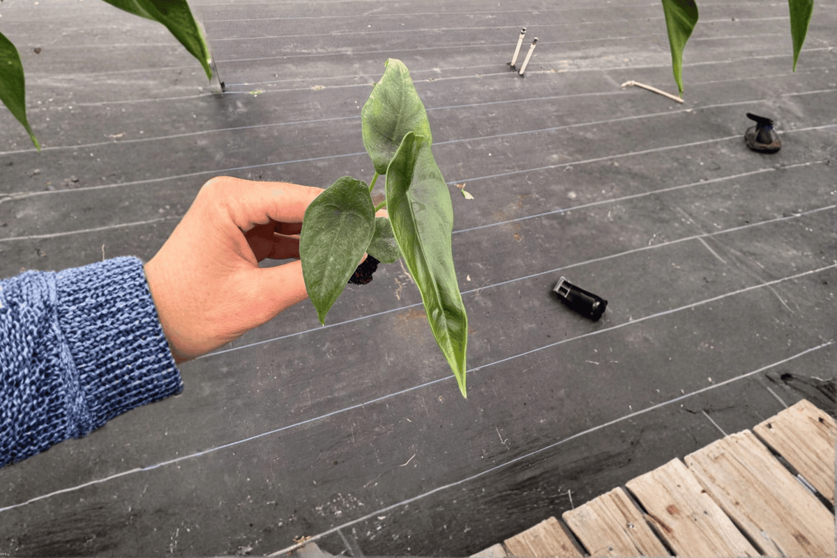 Alocasia Venusta 2 Live Starter Plants – Bare Root