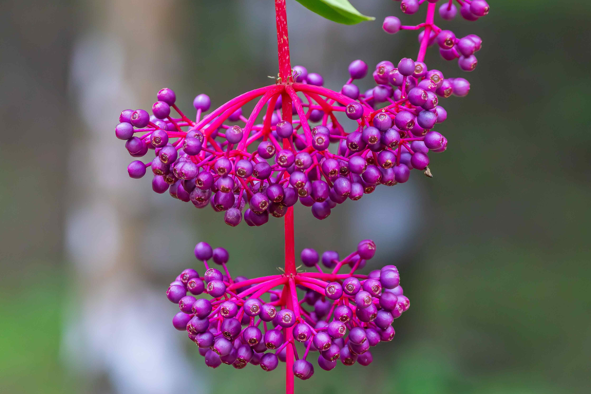 Medinilla myriantha Malaysian Grapes Live Plant - Starter Pot