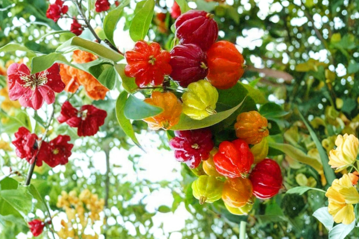 Surinam Cherry Tree Eugenia uniflora Live Plant - 2 ft+ Tropical Fruit Tree, No CA Ship