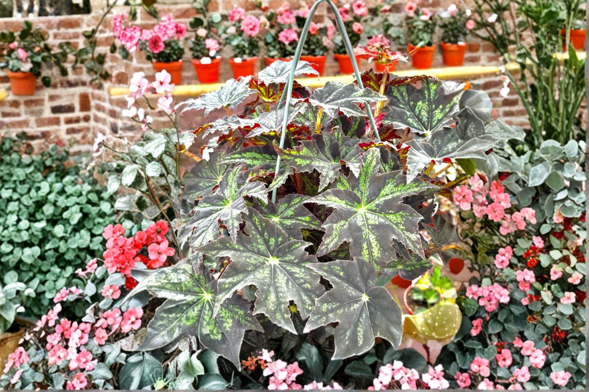 Begonia U578 Live Plant - Rare Rex Begonia in 4-Inch Pot (Rooted Cutting)