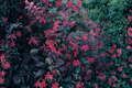 Purple Daydream Loropetalum Live Shrub in 2.5-Quart Pot | Loropetalum chinense