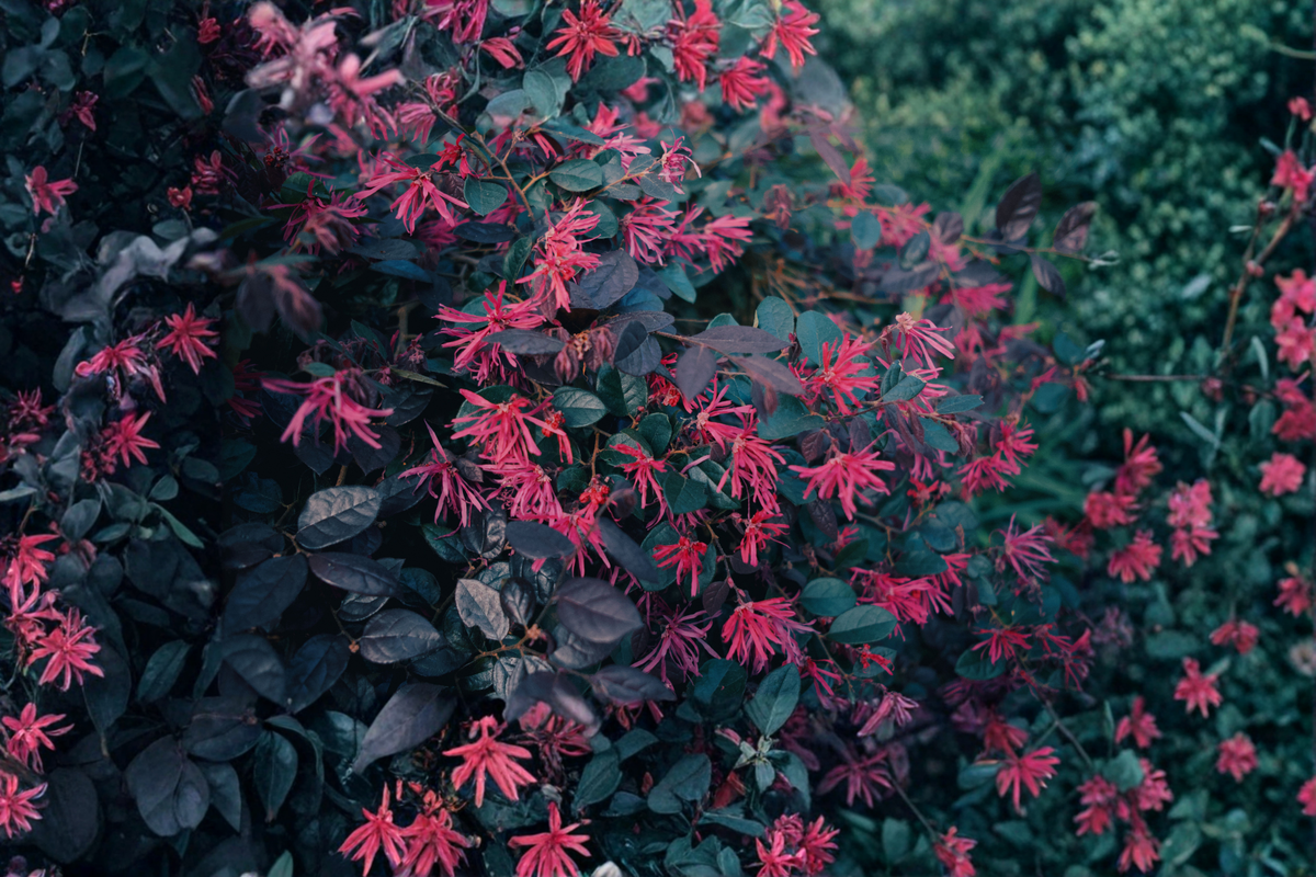 Purple Daydream Loropetalum Live Shrub in 2.5-Quart Pot | Loropetalum chinense
