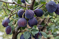 Celeste Fig Tree Live Plant - 1-3 ft Ficus carica, Sweet Fig Variety