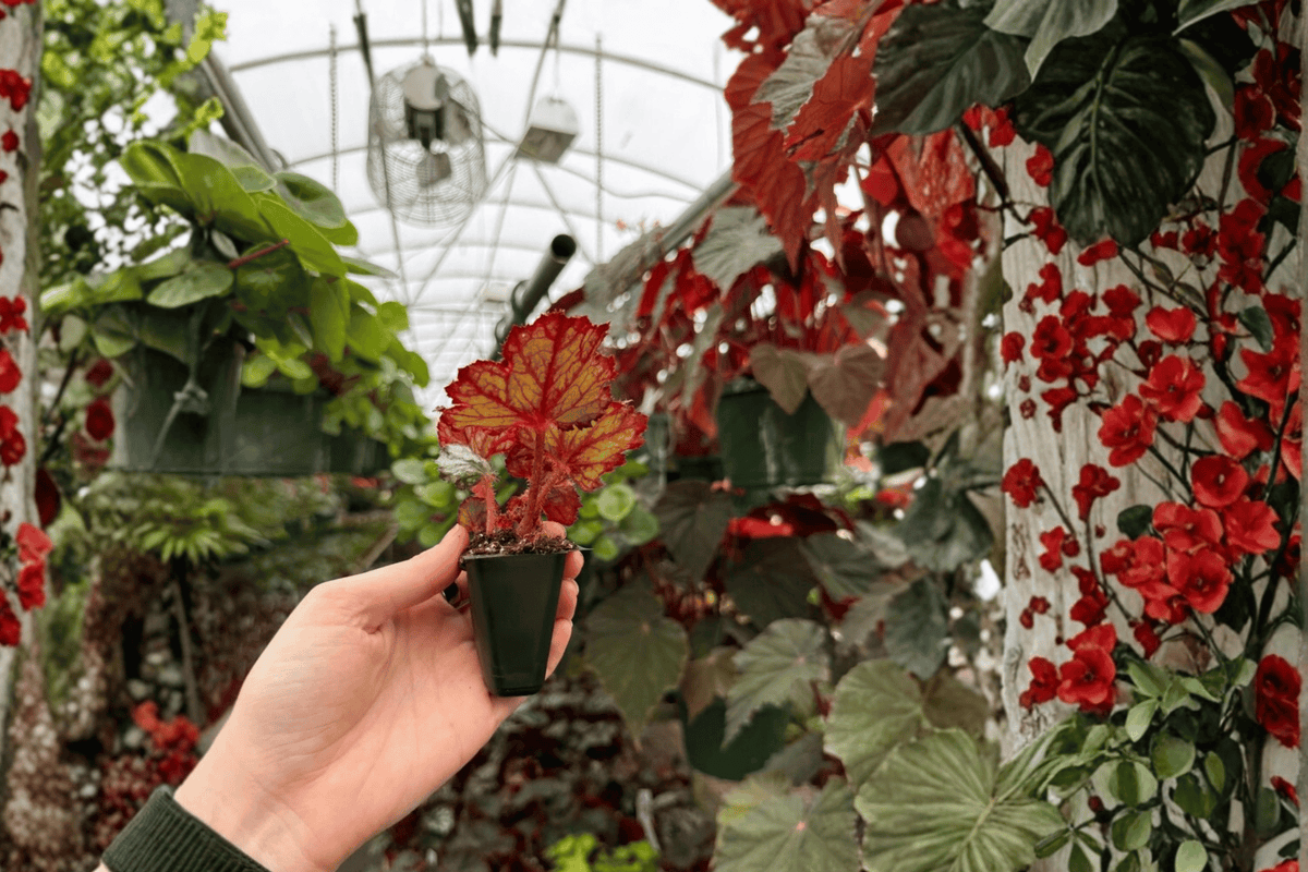 Harmony’s Ghost Whisperer Begonia Seedling Starter Plants — 2 in Soil Pods
