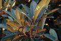 Loquat Trees (Eriobotrya japonica) - 2 Live Starter Plants, 6 Months Old, No Pot