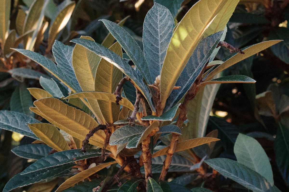 Loquat Trees (Eriobotrya japonica) - 2 Live Starter Plants, 6 Months Old, No Pot