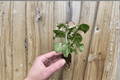 Syngonium 'Strawberry Cream' Live Starter Plants - 2 Bare Root Syngonium
