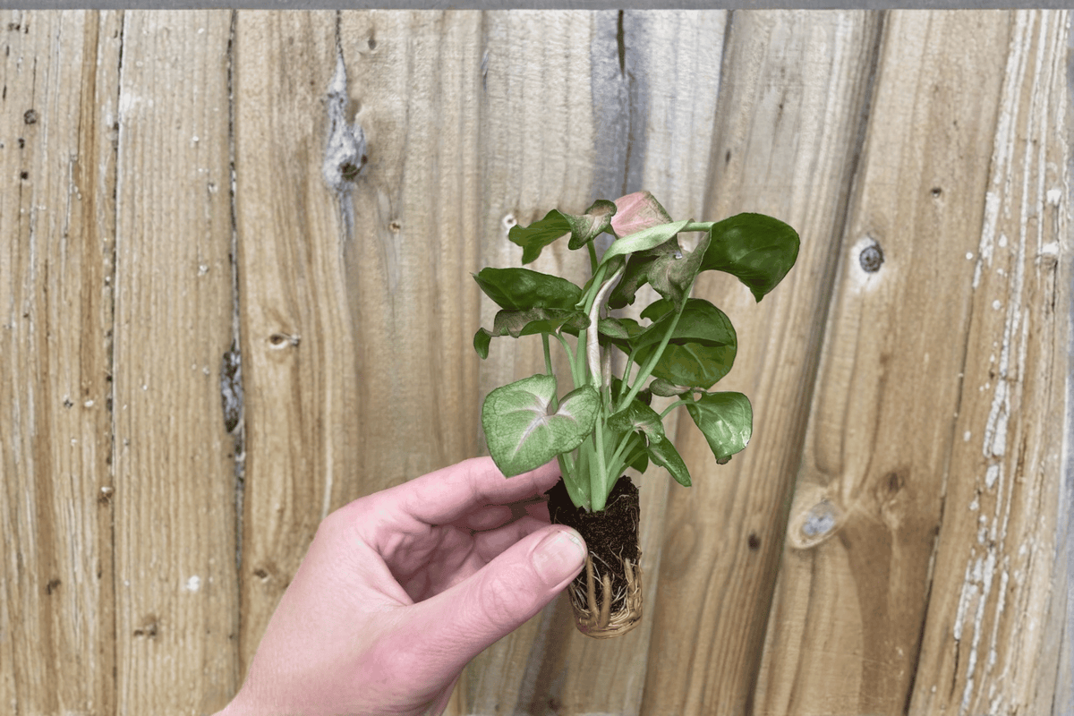 Syngonium 'Strawberry Cream' Live Starter Plants - 2 Bare Root Syngonium