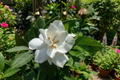 Summer Snow Gardenia Gardenia jasminoides Starter Plant | Rooted, White Blooms