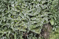 White Velvet Tradescantia Sillamontana Live Plant - Rooted in 3-Inch Pot