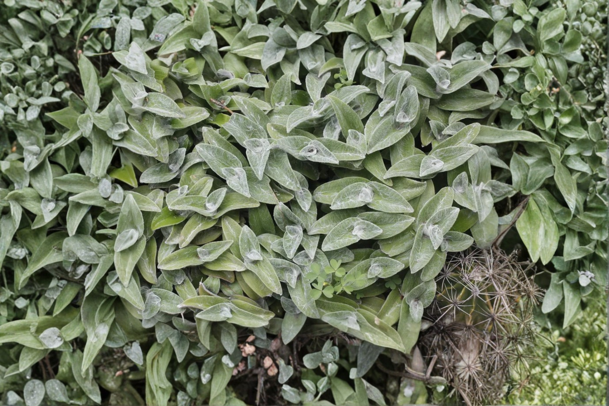 White Velvet Tradescantia Sillamontana Live Plant - Rooted in 3-Inch Pot