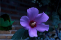 Rose of Sharon Hibiscus syriacus Live Rooted Plants — 2 Starter Shrubs