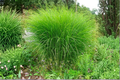 Miscanthus sinensis 'Gracillimus' Maiden Grass Starter Plant | 2.5 x 3.5-Inch Pot
