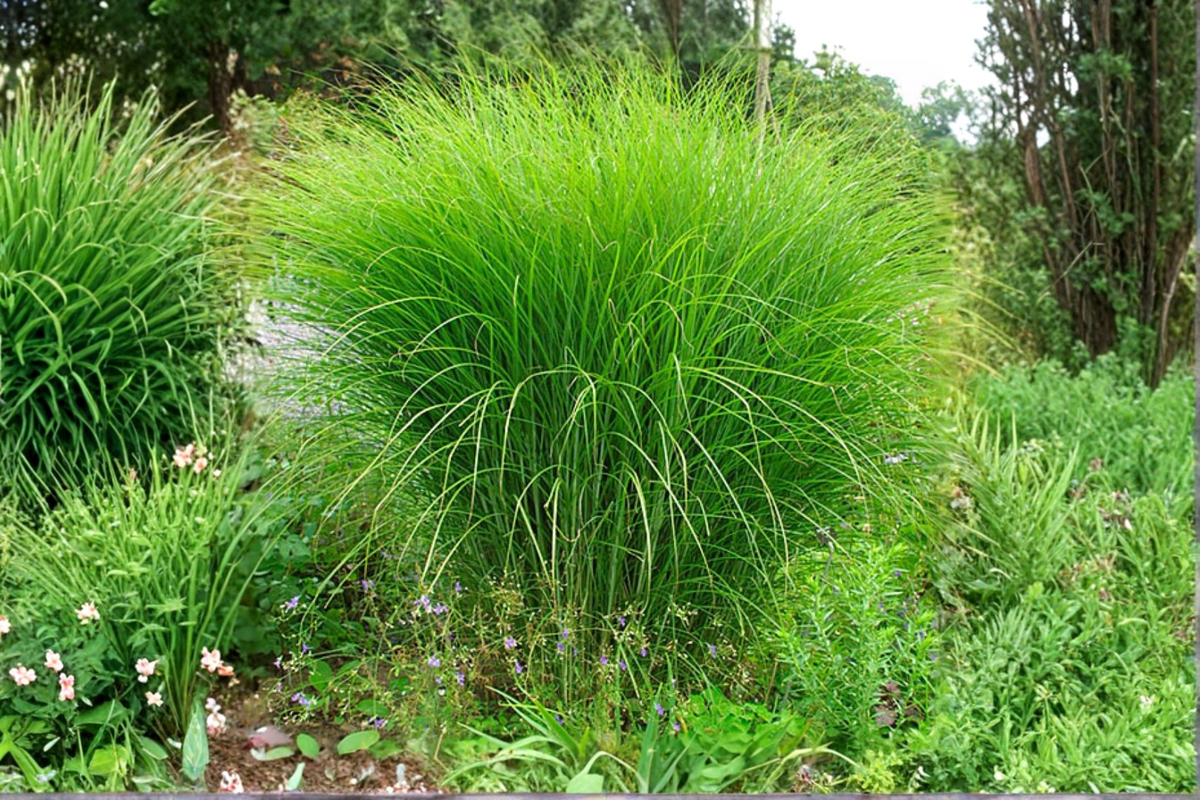Miscanthus sinensis 'Gracillimus' Maiden Grass Starter Plant | 2.5 x 3.5-Inch Pot