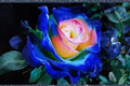 Blue and Yellow Bi-Color Rose Seeds - 10 Cricket English Rose Seeds for Ornamental Garden