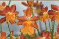 Oncidium Gower Ramsey 'Orange Delight' Live Orchid - 2-Inch Pot