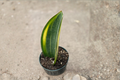 Variegated Whale Fin Snake Plant Live Plant in 4-Inch Pot | Dracaena masoniana
