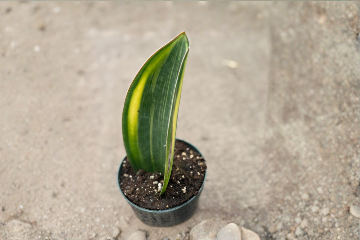 Variegated Whale Fin Snake Plant Live Plant in 4-Inch Pot | Dracaena masoniana