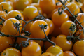 Sun Sugar Yellow Tomato Live Plants – 2 Starter Plants (Solanum lycopersicum) 6–10"