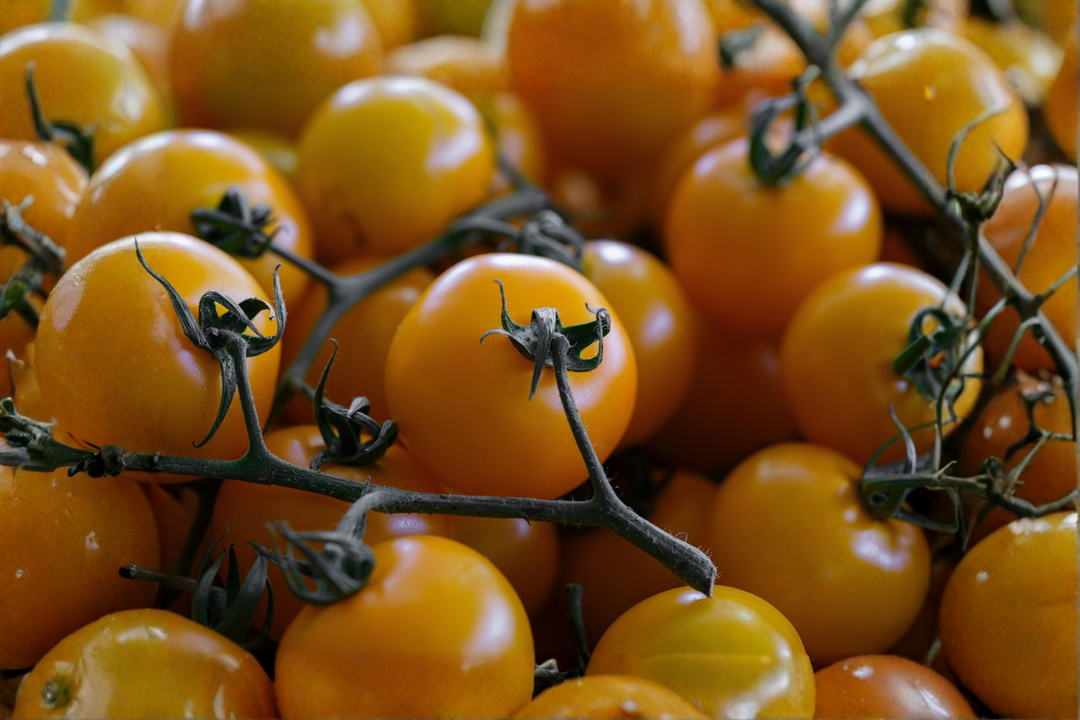 Sun Sugar Yellow Tomato Live Plants – 2 Starter Plants (Solanum lycopersicum) 6–10"
