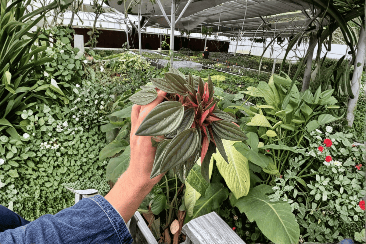 Peperomia Rosso (Peperomia caperata ‘Rosso’) – 2 Live Plants in 4-Inch Pots