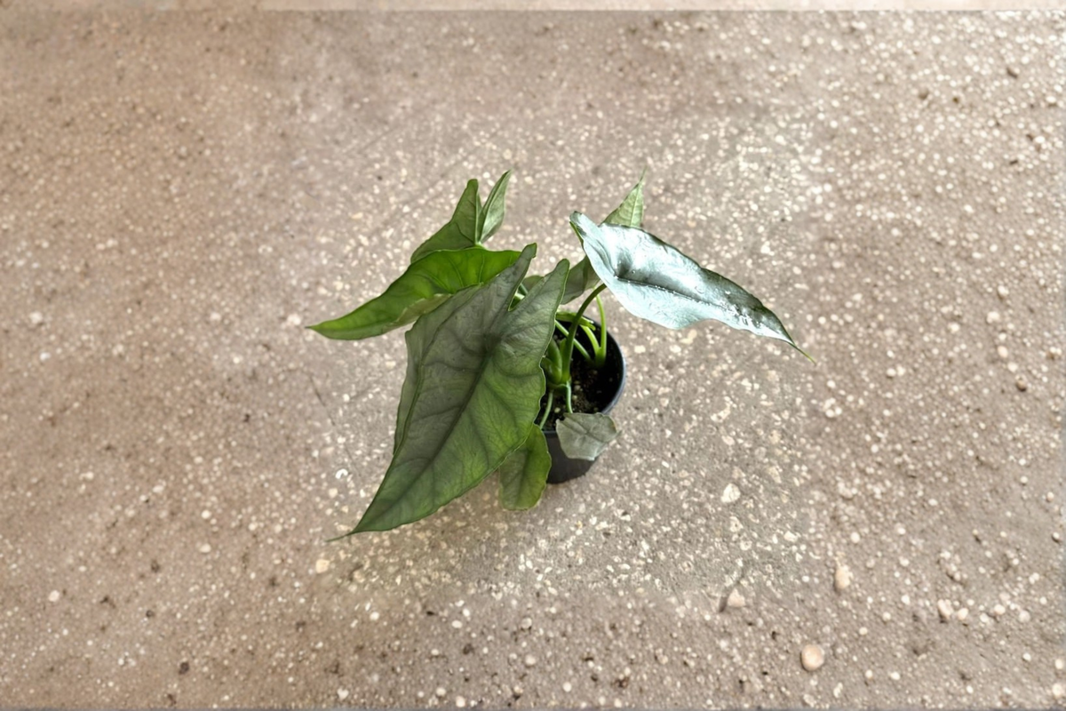 Alocasia Dragons Breathe Rooted Live Plant in 4-Inch Pot | Rare Tropical Houseplant