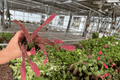 Epiphyllum 'Red Tip' Live Plant Pair (2) - 4-Inch Pots