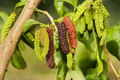 Pakistan Mulberry Tree – 1 Gallon Potted Live Plant, ~2ft Tall