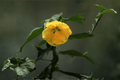 Apollo Flowering Maple Abutilon × hybridum ‘Apollo’ — 1 Gallon Live Plant