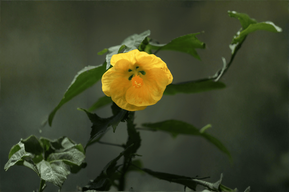 Apollo Flowering Maple Abutilon × hybridum ‘Apollo’ — 1 Gallon Live Plant