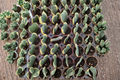 Hoya Kerrii Variegated Heart - 2 Inch Starter Plant (Variegata)