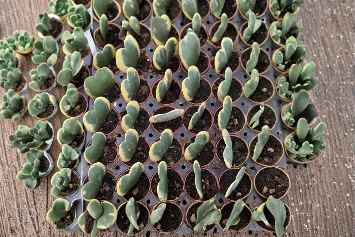Hoya Kerrii Variegated Heart - 2 Inch Starter Plant (Variegata)
