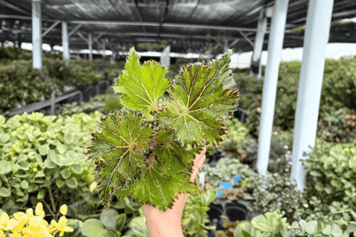 Begonia Oliver Twist - 2 Live Plants in 4-Inch Pots | Potted Begonia Oliver Twist