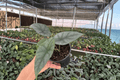 Alocasia 'Silver Wings' Live Plants – 2 Plants in 4-Inch Pots (Scalprum × Silver Dragon Hybrid)
