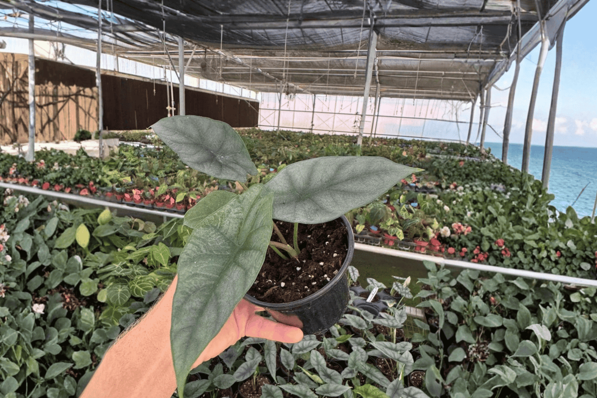 Alocasia 'Silver Wings' Live Plants – 2 Plants in 4-Inch Pots (Scalprum × Silver Dragon Hybrid)