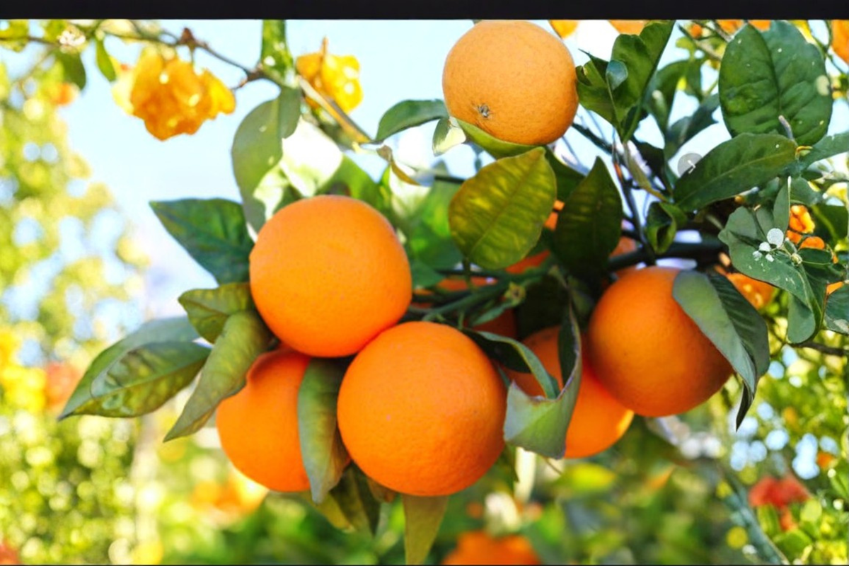 Dwarf Orange Tree Seeds - 5 Seeds for Indoor/Outdoor Citrus, Compact Patio Tree