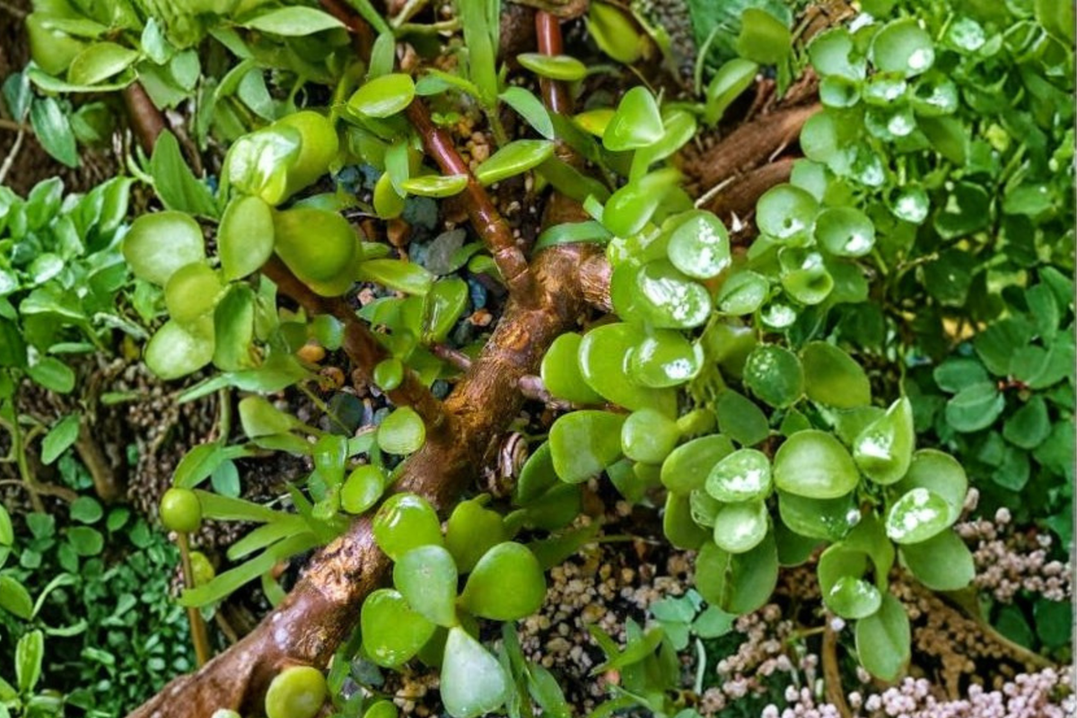 Crassula ovata Green Jade Plant Live Plant - 1 Gallon