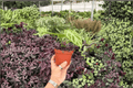 Anthurium Silver x Ferrari | 2 Live Plants in 4-Inch Pots (Exact Plants)